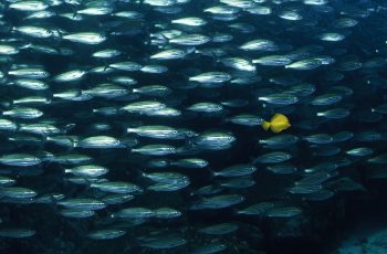 yellowfish